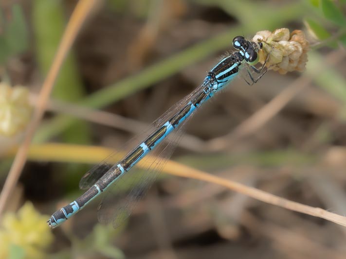 Coenagrion scitulum (Dainty Damselfly) female.jpg